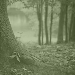 Banner-Bild